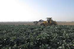 اجرای حکم معدوم‌سازی محصولات کشاورزی با توجه به استفاده از آب آلوده به فاضلاب در شهرستان اسلامشهر